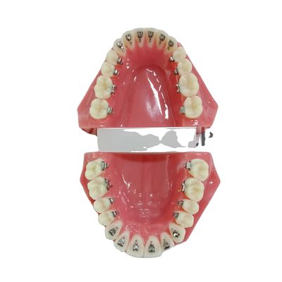DTC Orthodontic Dental Typodont Brackets Model Custom Made for Manual and OEM